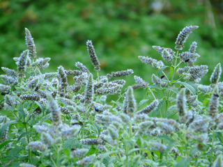 Mentha longifolia <br>HORSEMINT