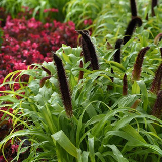 Pennisetum glaucum <br>FOUNTAIN GRASS JADE PRINCESS MILLET