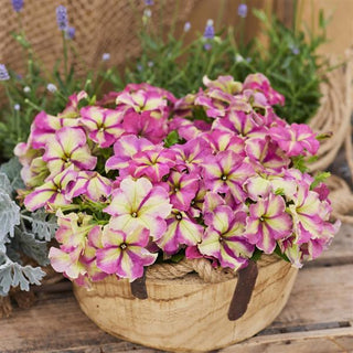 Petunia <br>PETUNIA 'SHAKE STRAWBERRY'