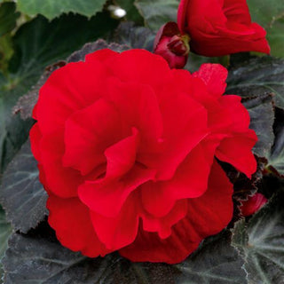 Begonia tuberhybrida <br>BEGONIA MOCCA DEEP RED