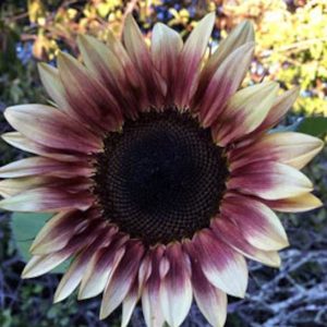 Helianthus annuus <br>SUNFLOWER 'PLUM'