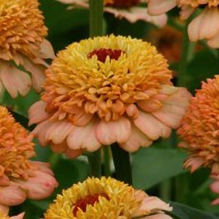 Zinnia elegans <br>ZINDERELLA PEACH ZINNIA