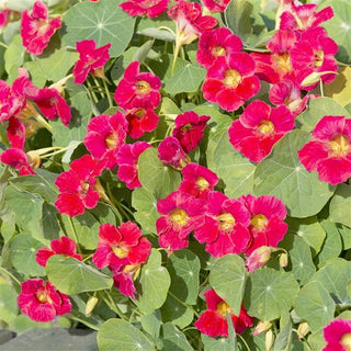 Tropaeolum minus <br>NASTURTIUM ROSE TIP TOP
