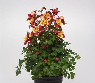 Aquilegia hybrida <br>EARLYBIRD RED YELLOW COLUMBINE