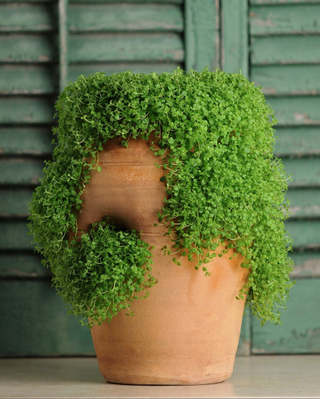 Mentha requienii <br>CORSICAN MINT