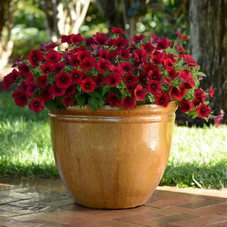 Petunia <br>PETUNIA 'EASY WAVE RED VELOUR'
