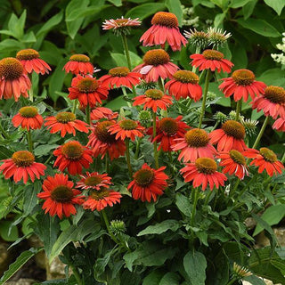 Echinacea hybrida <br>ARTISAN RED OMBRE CONEFLOWER