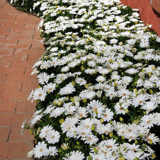 Osteospermum ecklonis <br>AFRICAN DAISY AKILA WHITE