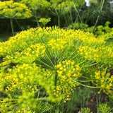 FLORIST'S DILL COMPACT FORM Anethum graveolens