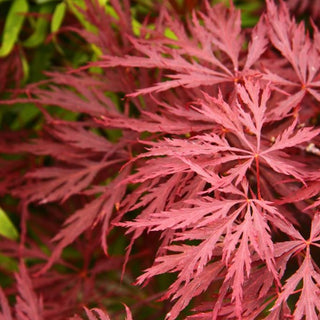 Acer palmatum RED CUTLEAF JAPANESE MAPLE