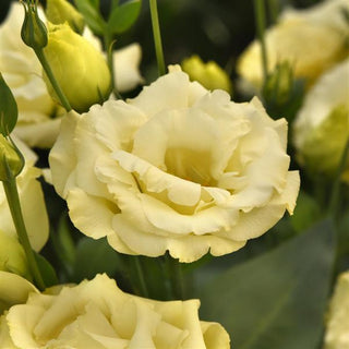 Eustoma grandiflorum <br>LISIANTHUS YELLOW, CREAMY WHITE EXTRA-TALL