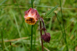 Geum rivale <br>WATER AVENS