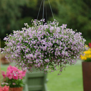 Sutera cordata <br>BACOPA BLUE Blutopia