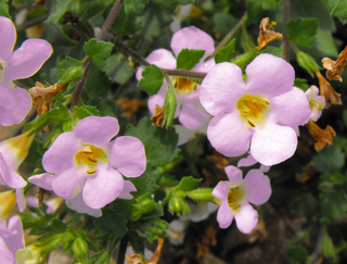 Sutera cordata <br>BACOPA PINK PINKTOPIA