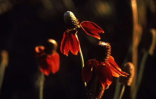 Ratibida columnifera pulcherrima <br>PRAIRIE CONEFLOWER 'RED MIDGET'