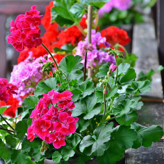 Pelargonium <br>GERANIUM ZONAL MIX