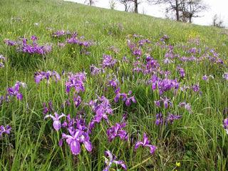 Iris tenax <br>TOUGH-LEAF IRIS, OREGON IRIS