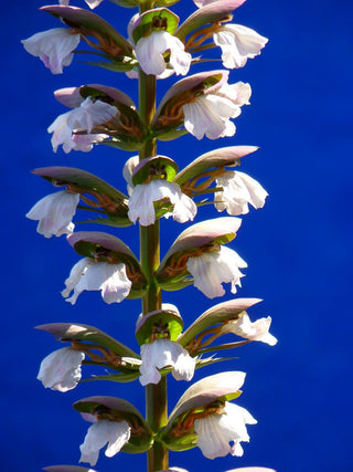 Acanthus hungaricus <br>HUNGARIAN BEAR'S BRITCHES