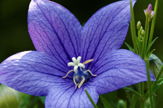 Platycodon grandiflorus <br>BALLOON FLOWER