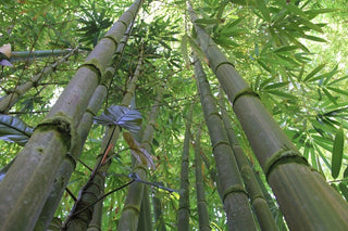 Dendrocalamus strictus <br>MALE BAMBOO