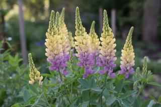 baptisia with soft yellow flowers and a soft flush of violet colour