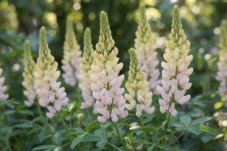 baptisia-with-soft-yellow-flowers-and-light-pink-at-the-base-of-the-flowers realistic