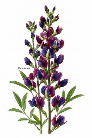 Baptisia variicolor <br>INDIGO BICOLOR BURGUNDY-BLUE