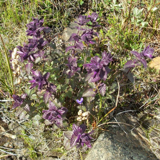 Bartsia alpina <br>VELVET BELLS