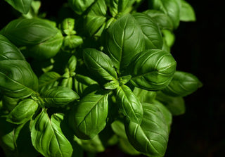 Ocimum basilicum <br>SWEET BASIL