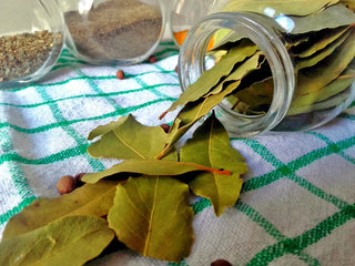 Laurus nobilis <br>BAY LEAF, BAY LAUREL, SWEET BAY, GRECIAN LAUREL