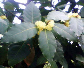 Laurus nobilis <br>BAY LEAF, BAY LAUREL, SWEET BAY, GRECIAN LAUREL