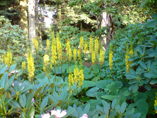 Ligularia sibirica <br>SIBERIAN LIGULARIA