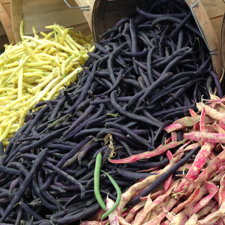 Phaseolus vulgaris <br>PURPLE QUEEN BEAN