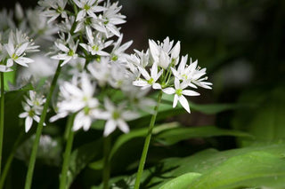 Allium ursinum <br>RAMSON'S WILD GARLIC