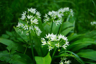 Allium ursinum <br>RAMSON'S WILD GARLIC