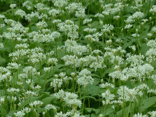 Allium ursinum <br>RAMSON'S WILD GARLIC