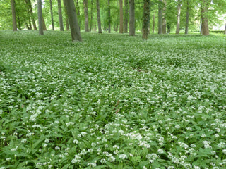 Allium ursinum <br>RAMSON'S WILD GARLIC