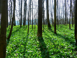 Allium ursinum <br>RAMSON'S WILD GARLIC