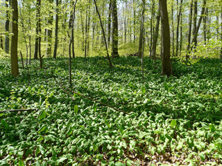 Allium ursinum <br>RAMSON'S WILD GARLIC