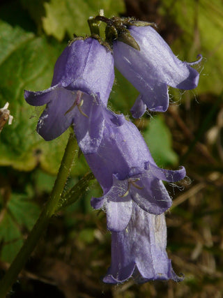 Campanula medium <br>CANTERBURY BELLS, CUP & SAUCER MIX