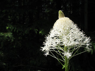 Xerophyllum tenax <br>BEAR GRASS