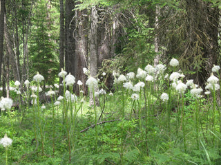 Xerophyllum tenax <br>BEAR GRASS