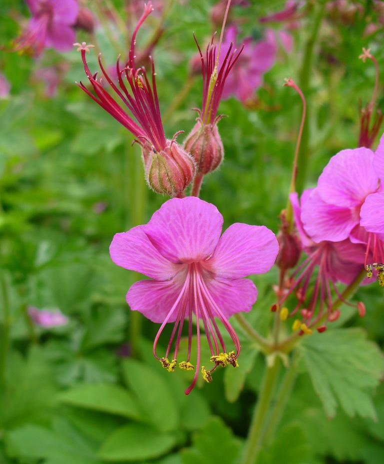 bigroot geranium seeds Geranium macrorrhizum PERENNIAL GERANIUM – Ferri Seeds