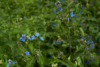 Cynoglossum amabile <br>BLUE CHINESE FORGET ME NOT