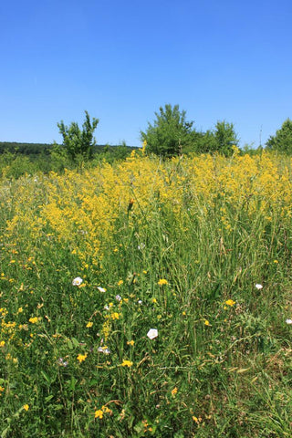 Galium verum <br>LADY'S BEDSTRAW