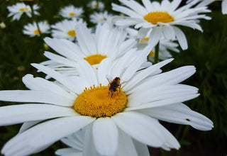 Chrysanthemum maximum <br>DAWRF SHASTA DAISY