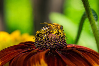 Rudbeckia hirta <br>DOUBLE RUDBECKIA 'CHEROKEE SUNSET', CONEFLOWER, BLACK EYED SUSAN