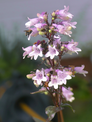 Penstemon digitalis <br>HUSKER RED BEARDTONGUE