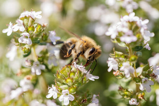 Thymus serpyllum <br>CREEPING THYME 'SNOWTHYME' WHITE