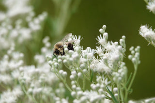 Arnoglossum plantagineum, Cacalia plantaginea <br>PRAIRIE INDIAN PLANTAIN, GROVESTEM